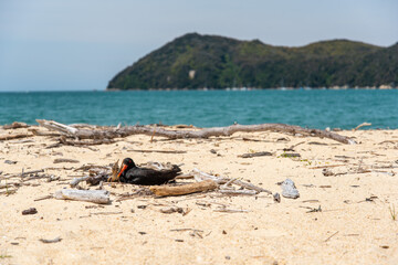 Fototapeta na wymiar An oystercatcher bird breeding at the beach of Abel Tasman National Park