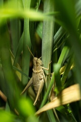 grasshopper on the grass