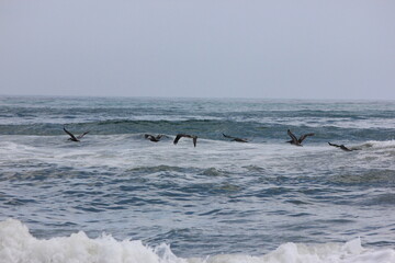 Pelicans flying over stormy seas