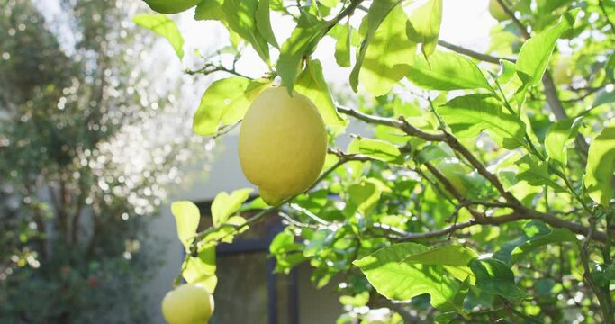 Close up of lemon hanging from tree in sunny garden