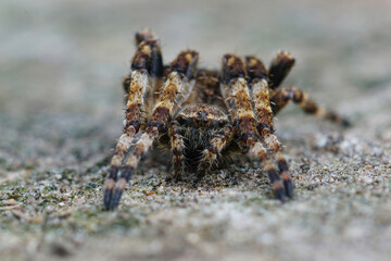 Detailed closeup of a rarely seen orb-weaving spider, Araneus angulatus