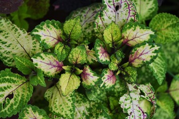 Close-up image of the ornamental foliage plants.