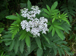 In nature, elderberry herbaceous (Sambucus ebulus) blooms