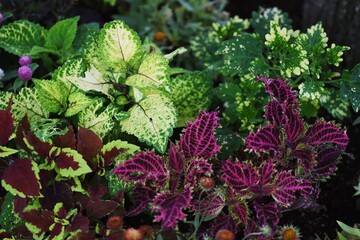 Close-up image of the ornamental foliage plants.