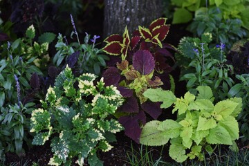 Close-up image of the ornamental foliage plants.