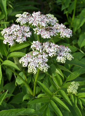 In nature, elderberry herbaceous (Sambucus ebulus) blooms