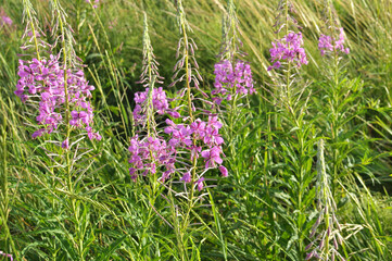Epilobium angustifolium blooms in nature in summer