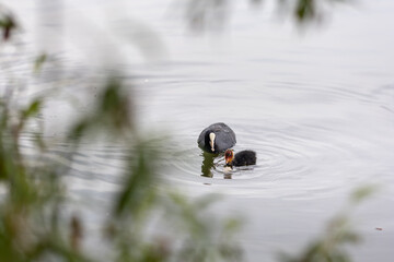 A duck and ducklings are swimming in the lake.Black bird and her babies in the water.Birds in their natural habitat.A family of ducks.Ripples on the water from the movement of birds