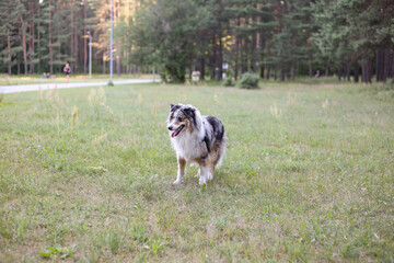 Beautiful blue merle shetland sheepdog sheltie dog standing in park grass.