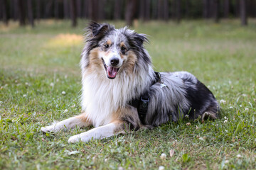 Beautiful blue merle sheltie shetland sheepdog dog fwith fluffy fur tri-color sitting on a green grass in park with pine tree forest in the background.