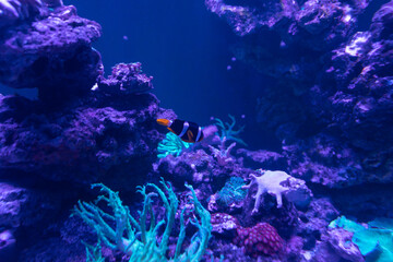 marine tropical fish in the blue water of corral reefs