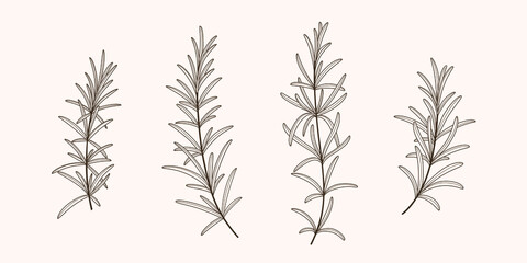 Set of rosemary branch. Vector contour detailed illustration.
