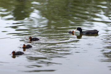 A duck and ducklings are swimming in the lake.Black bird and her babies in the water.Birds in their natural habitat.A family of ducks.Ripples on the water from the movement of birds