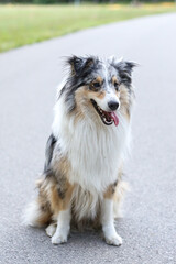 Shetland sheepdog dog sheltie stting in park on asphalt.