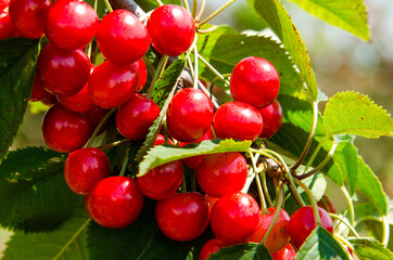 A purebred dog runs on a green lawn under water splashes to escape the heat on a hot day.