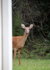 Naklejka na ściany i meble deer in the backyard