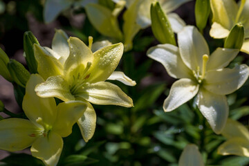 Summer photo or background with yellow flowers. Beautiful nature scene with a flowering tree. Beautiful healthy lilies blooming in a yellow shade.