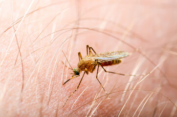 Malaria Infected Mosquito Bite on Green Background. Leishmaniasis, Encephalitis, Yellow Fever, Dengue, Malaria Disease, Mayaro or Zika Virus Infectious Culex Mosquito Parasite Insect Macro.