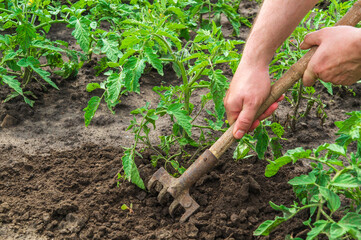 The farmer rakes the soil around the young tomato. Close-up of the hands of an agronomist while tending a vegetable garden
