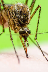 Zika Infected Mosquito Bite on Green Background. Leishmaniasis, Encephalitis, Yellow Fever, Dengue, Malaria Disease, Mayaro or Zika Virus Infectious Culex Mosquito Parasite Insect Macro.