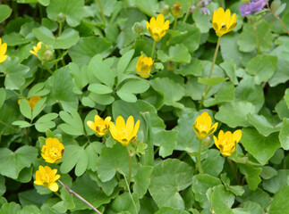 Ranunculus ficaria blooms in the wild
