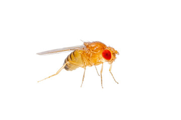 Exotic Drosophila Fruit Fly Diptera Parasite Insect Isolated on White Background