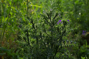Close-up wild milk thistle , wild plant photo