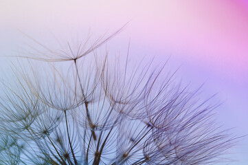dandelion seeds close-up on a blue-pink sky background