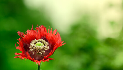 Red poppy  on a green blurred background