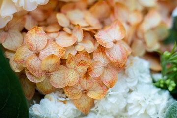 Beige and pale orange hydrangea flowers close-up, elegant floral background