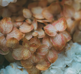 Beige and pale orange hydrangea flowers close-up, elegant floral background