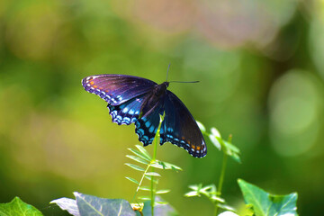 Colorful butterfly on a summer day
