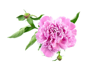 Pink peony flower with green stem and leaves isolated on white background