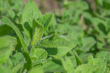 green grasshopper on oregano