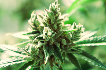 close up of gelato cannabis flower