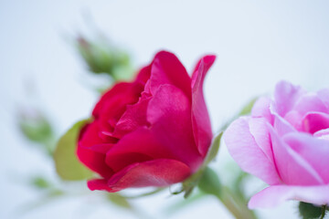 Red and a pink rose from the Swedish garden against a light background