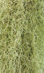 green moss background