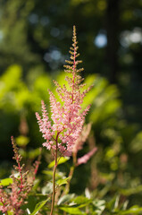 flower of a fern