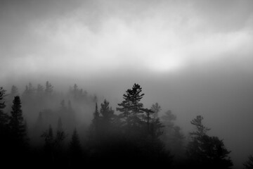 Morning Trees on the Mountain in the Mist