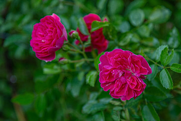 floral background of bushy rose in the garden