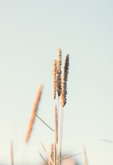 Tall wild grass nature background with selective soft focus.