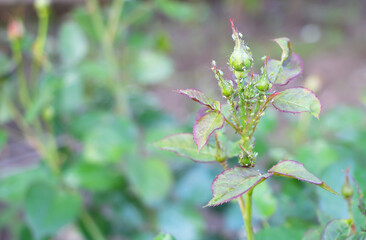 Shallow focus of aphids on small rosebuds on a stem