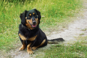 dog in nature sitting grass