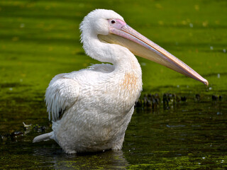 White pelican (Pelecanus onocrotalus) standing in water among duckweed and seen from profile