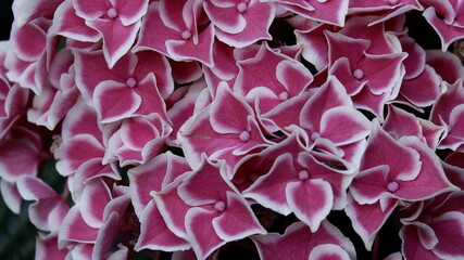 Hortensia