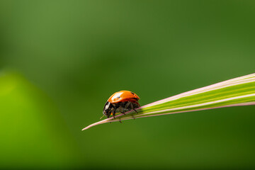 ladybid on a leaf of grass 