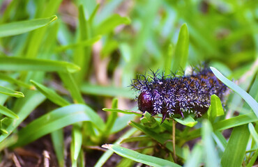 Beautiful caterpillar just minding his own