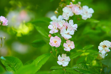 White spirea flowers in the garden.