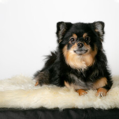 a dog sitting on fur Tamer Hanna Photography
