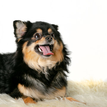 a dog sitting on fur Tamer Hanna Photography